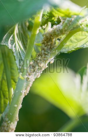 Aphid Infestation