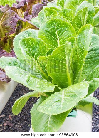 Organic Hydrophonic Vegetable In Backyard.