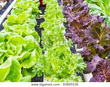 Fresh Hydro-phonic Vegeables