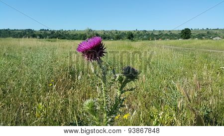 Purple coltsfoot flower in a meadow
