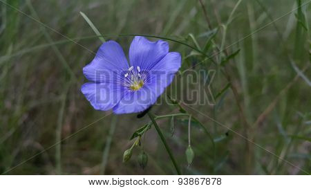 Blue wildflower in the forest