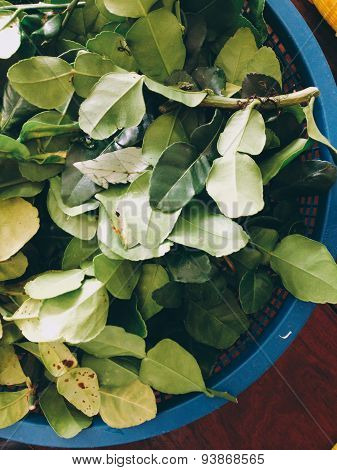 Kaffir lime leaves for cooking.