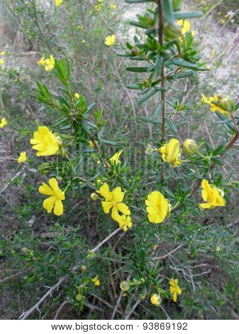 Yellow Australian Wildflowers