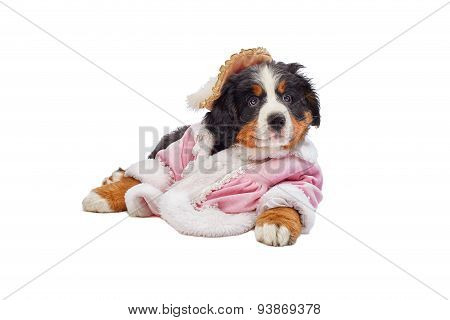 Bernese Mountain Dog Puppy