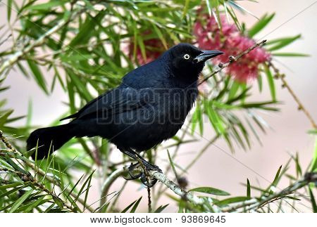 The Greater Antillean Grackle (quiscalus Niger)