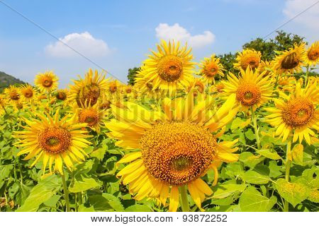 Sunflower