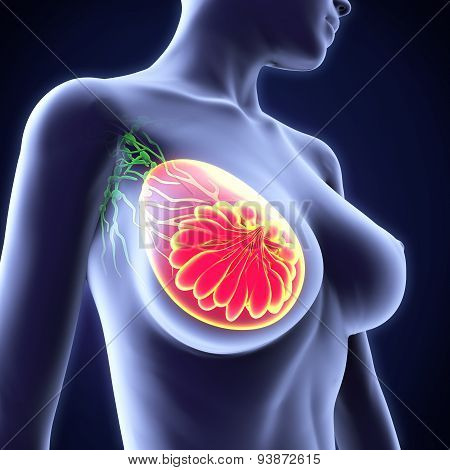 Female Breast Anatomy