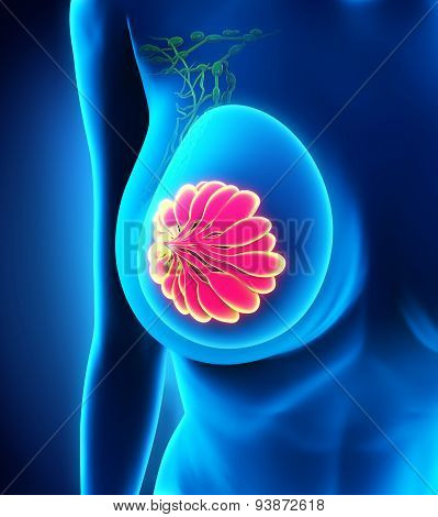 Female Breast Anatomy