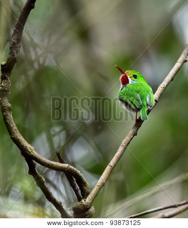 Cuban Tody (todus Multicolor)