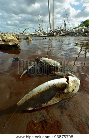 Blue Land Crab (Cardisoma Guanhumi) Mangrove Land Crab likely to be Cardisoma guanhumi