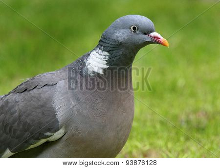 Wood Pigeon or Stock Dove