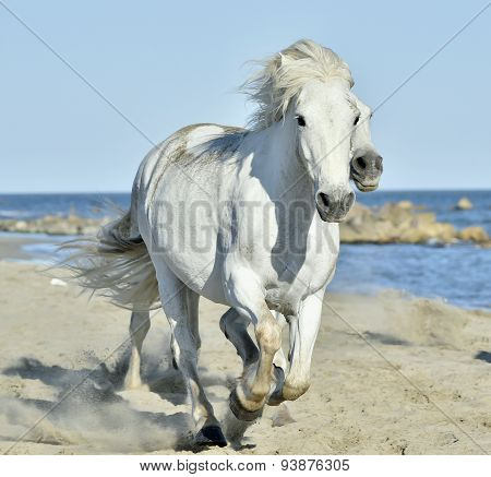 Portrait Of The White Camargue Horse