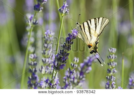 Scarce Swallowtail (iphiclides Podalirius) Butterfly