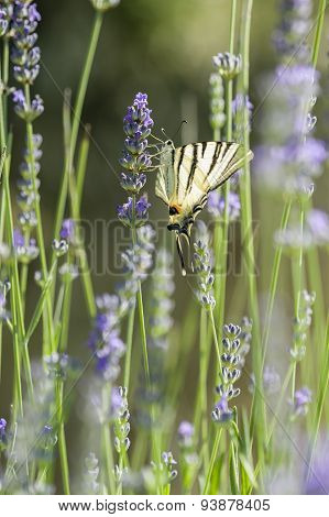Scarce Swallowtail (iphiclides Podalirius) Butterfly