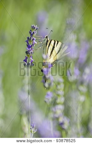 Scarce Swallowtail (iphiclides Podalirius) Butterfly