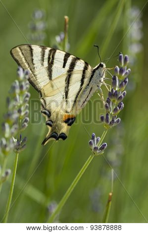 Scarce Swallowtail (iphiclides Podalirius) Butterfly