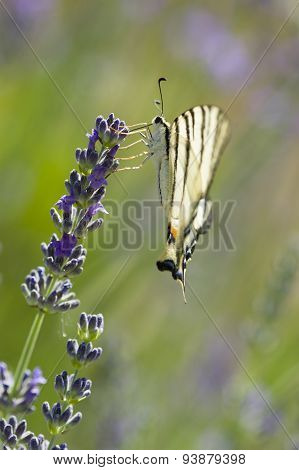 Scarce Swallowtail (iphiclides Podalirius) Butterfly
