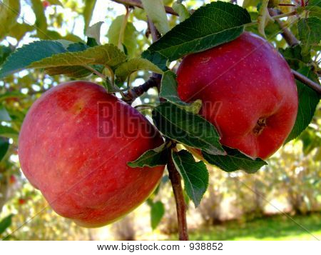Apples2