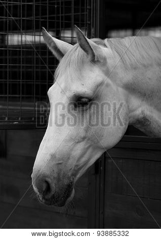 Portrait White Horse 1