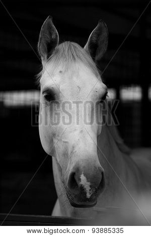 Portrait White Horse 2
