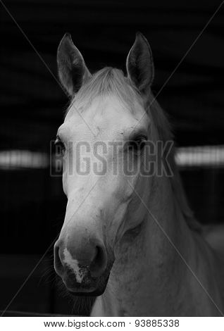 Portrait White Horse 3