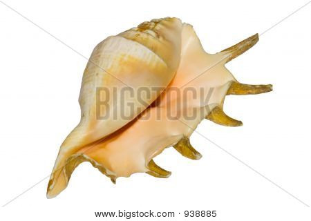 Nacreshell