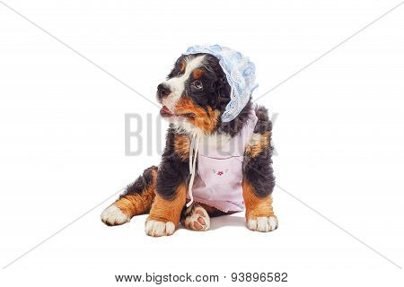 Bernese Mountain Dog Puppy