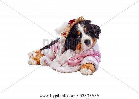 Bernese Mountain Dog Puppy