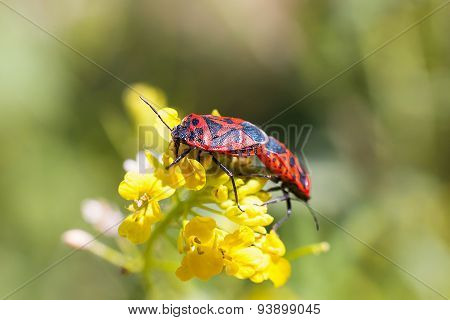 Firebugs At The Flowers - Reproduction Macro