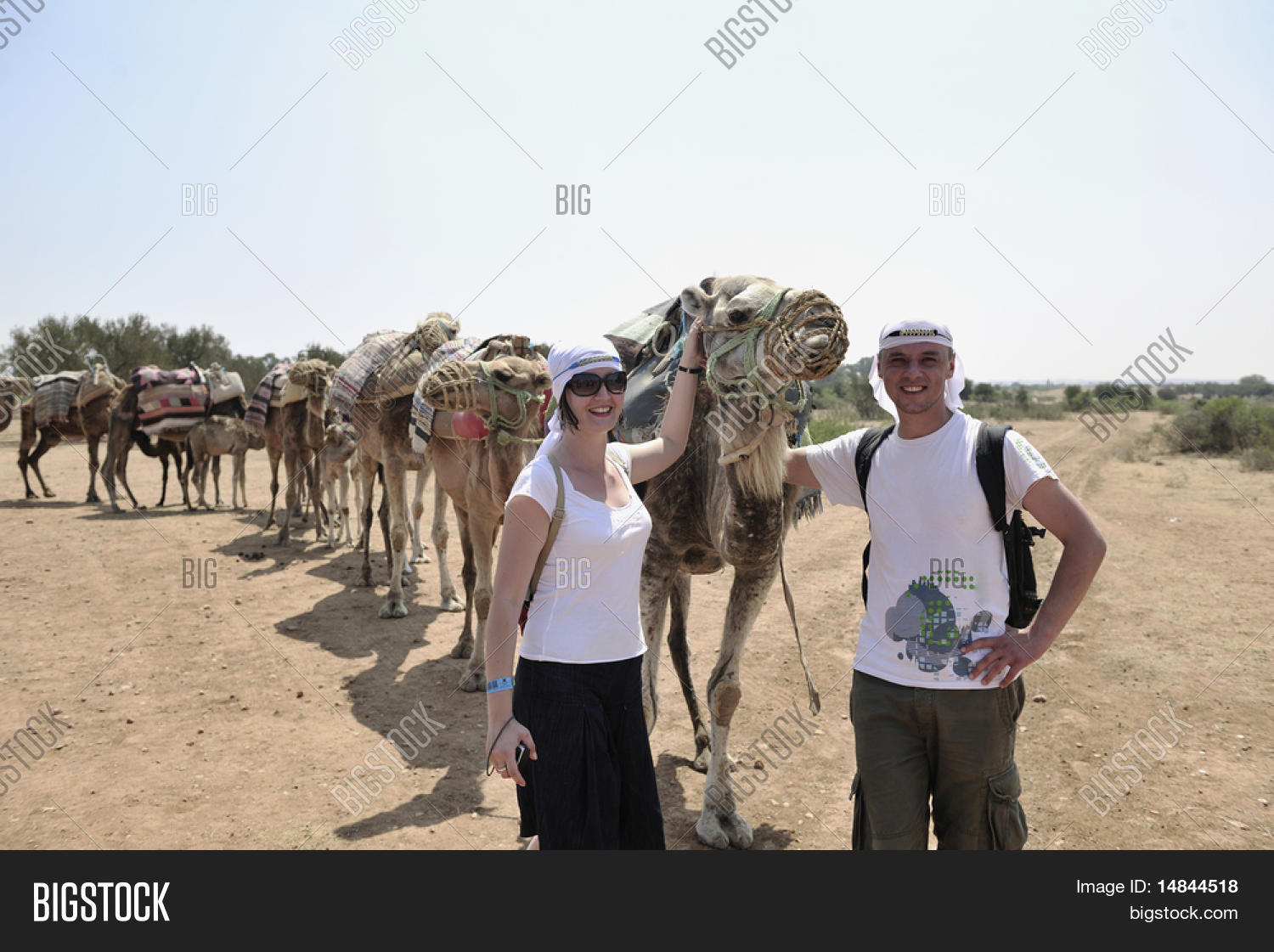 Wild Camel Animal On Image & Photo (Free Trial) Bigstock