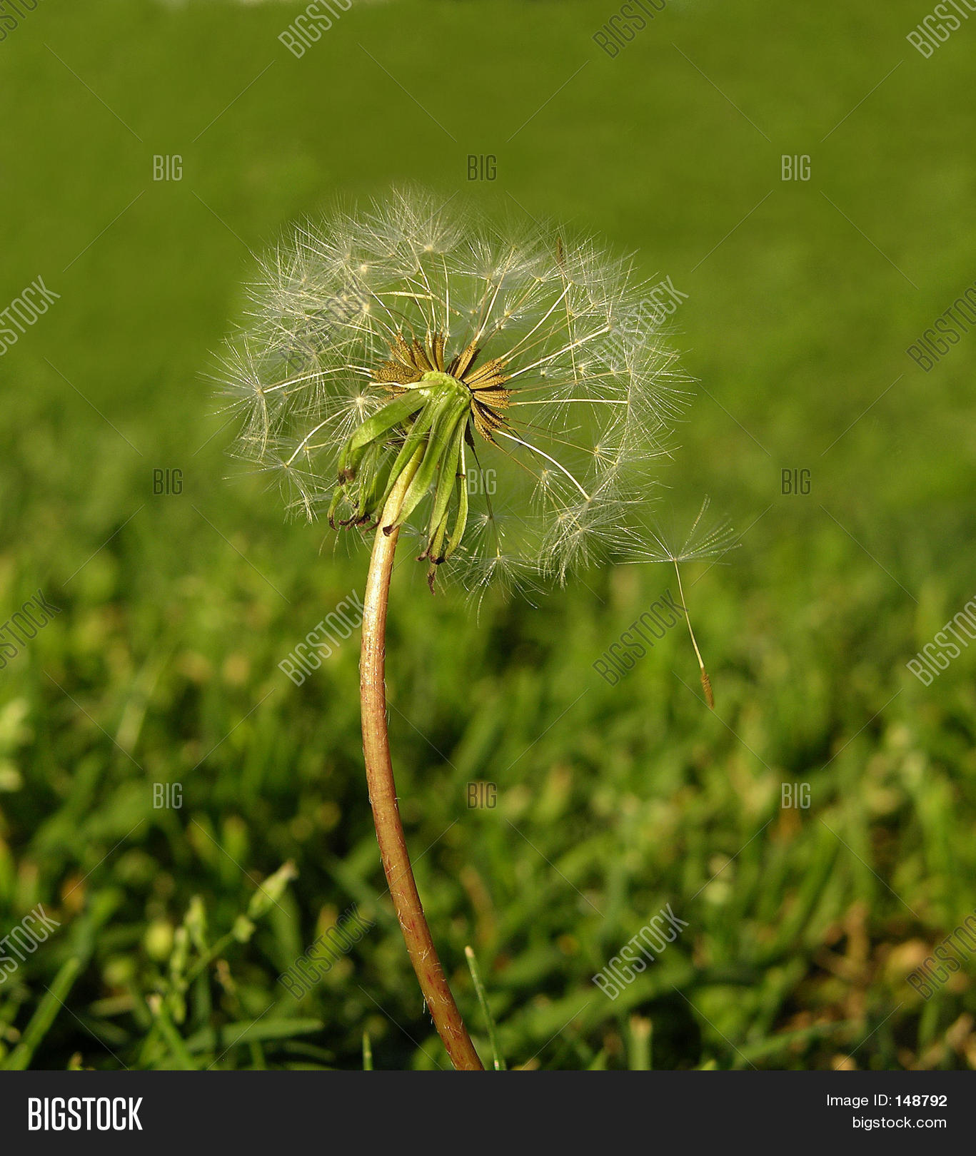 Wishing Flower Image & Photo (Free Trial) Bigstock