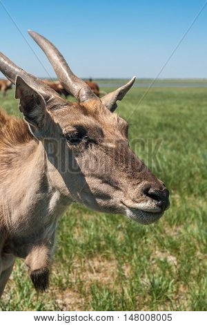 Eland in Askania Nova in the wild in Africa.