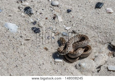 The snake basking on the sand Kinburn Spit Ukraine.