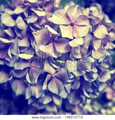 Ajisai flower close up. Retro look. Tokyo 2016