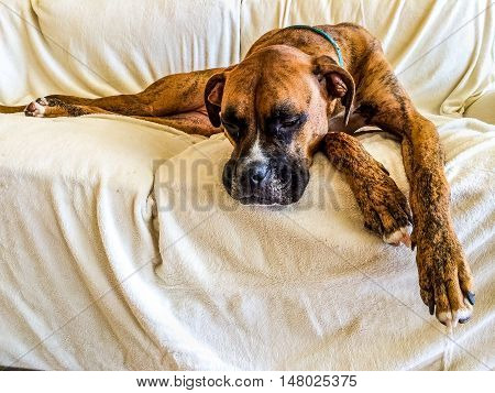 brindle boxer dog is sad on the couch