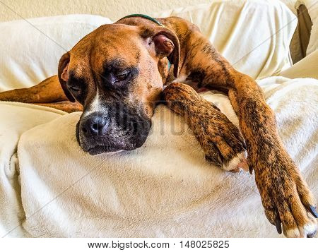 brindle boxer dog is sad on the couch
