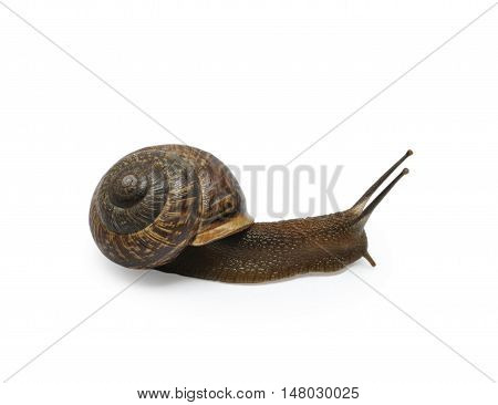 Garden snail isolated on the white background