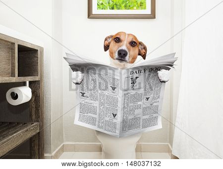Dog On Toilet Seat Reading Newspaper