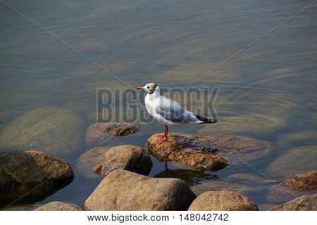 beach sea life bird life amazing air gray wing holiday beach white relax travel su