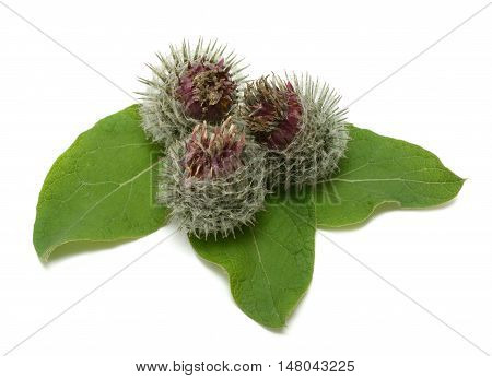 Ripe agrimony isolated on the white background
