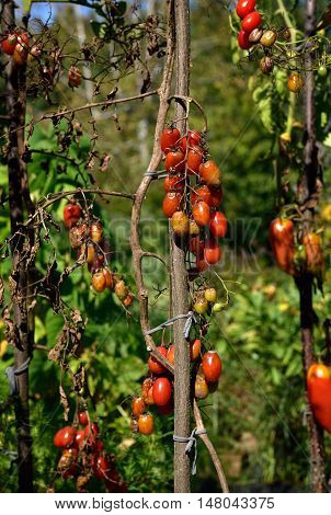 Tomato Disease - Late Blight.