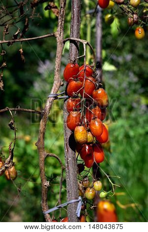 Tomato Disease - Late Blight.