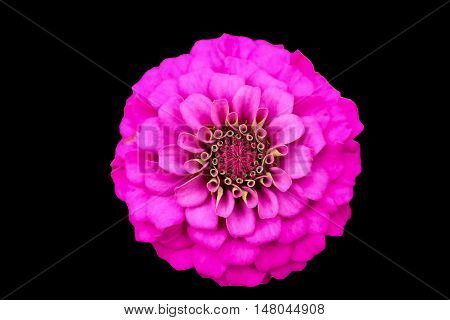 Pink zinnia close up blooming on isolated black with clipping path