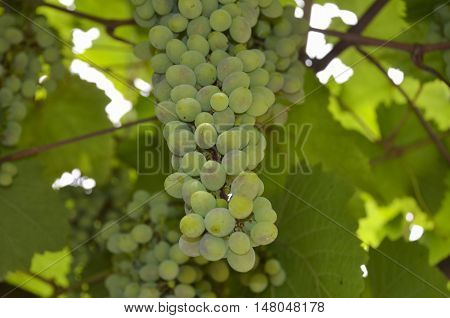 Bunch of grapes on the vine with green leaves