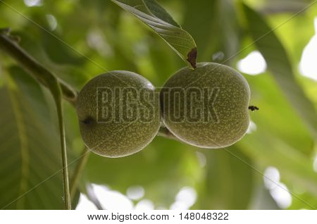 Green walnut on a background of green leaves.