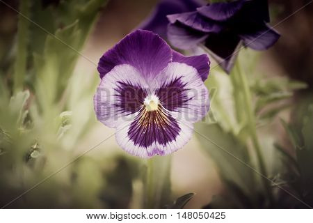 Purple Pancy Flowers Growing In A Summer Garden
