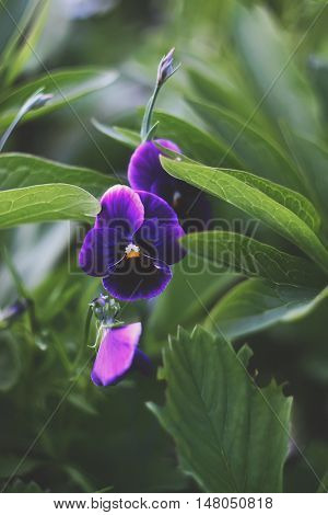 Purple Pancy Flowers Growing In A Summer Garden