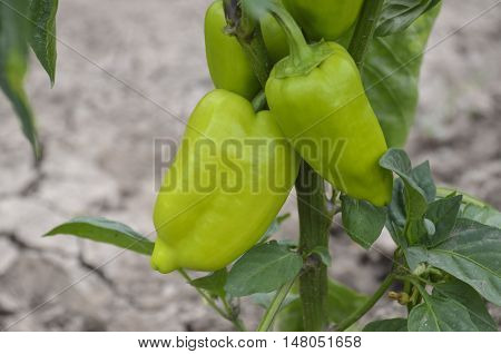 Green bell peppers growing in the garden