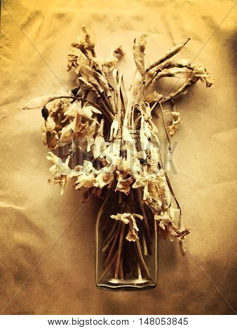 Dried daffodils. Narcissus flowers on old paper background.