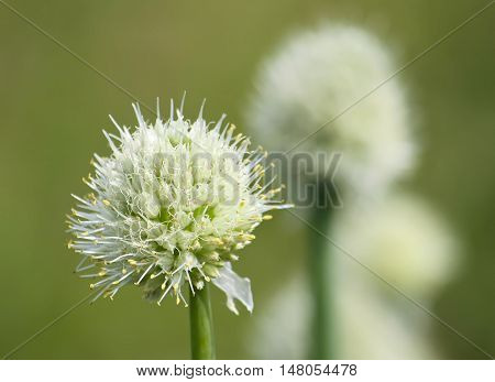 Garlic blooming plant outdoors during flowering season